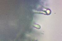 Hypholoma marginatum image