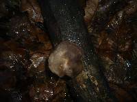 Polyporus brumalis image