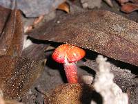 Hygrocybe punicea image