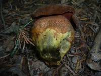 Boletus erythropus image