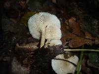 Leucocybe candicans image