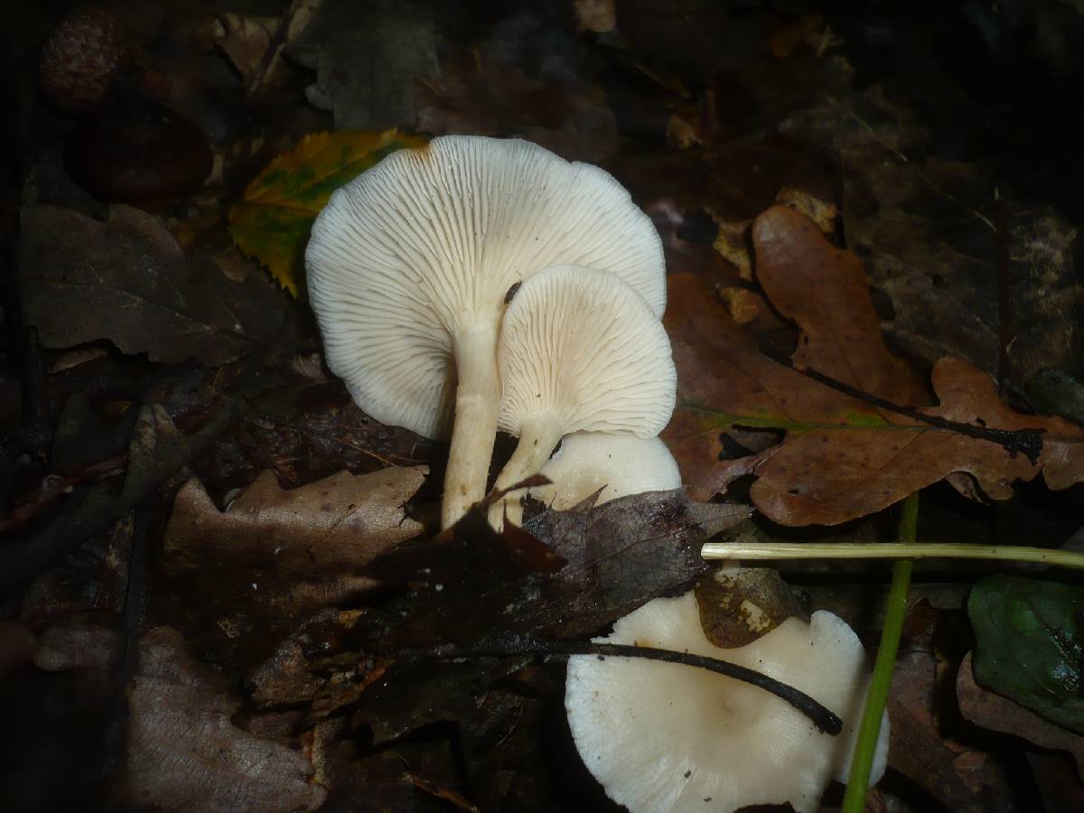 Leucocybe candicans image