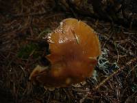 Cortinarius multiformis var. coniferarum image