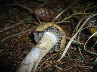 Cortinarius subtortus image