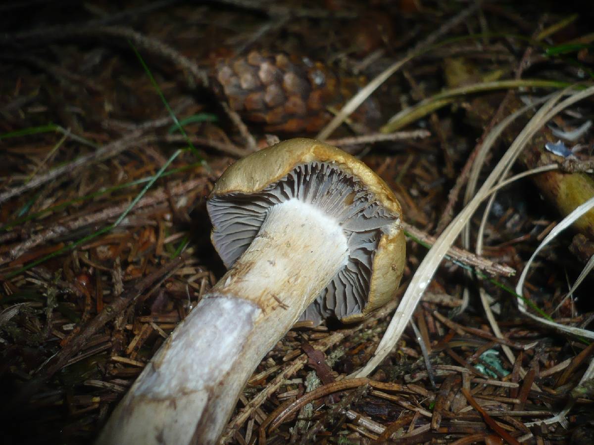 Cortinarius subtortus image