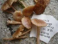 Entoloma queletii image