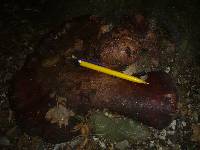 Fistulina hepatica image