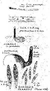 Gnomonia cerastis image