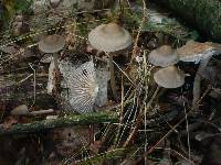 Mycena polygramma image