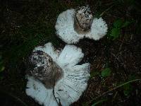 Russula albonigra image