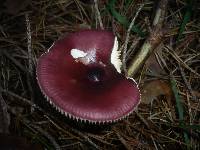 Russula caerulea image