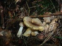 Russula puellaris image