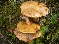 Suillus tridentinus image