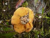 Suillus tridentinus image