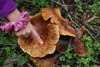 Omphalotus olearius image