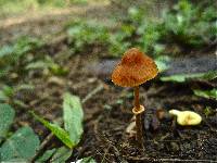 Conocybe rugosa image