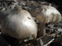 Pluteus petasatus image