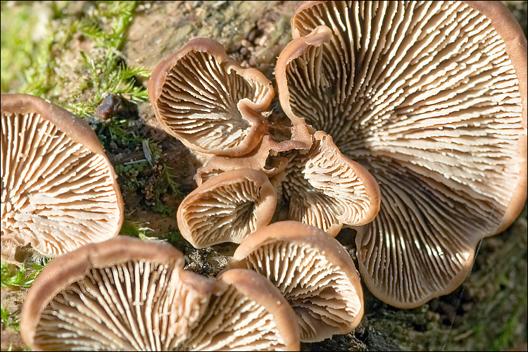 Lentinellus ursinus var. ursinus image