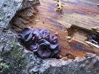 Ascocoryne sarcoides image