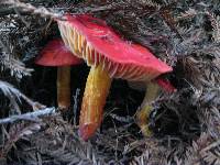 Hygrocybe punicea image