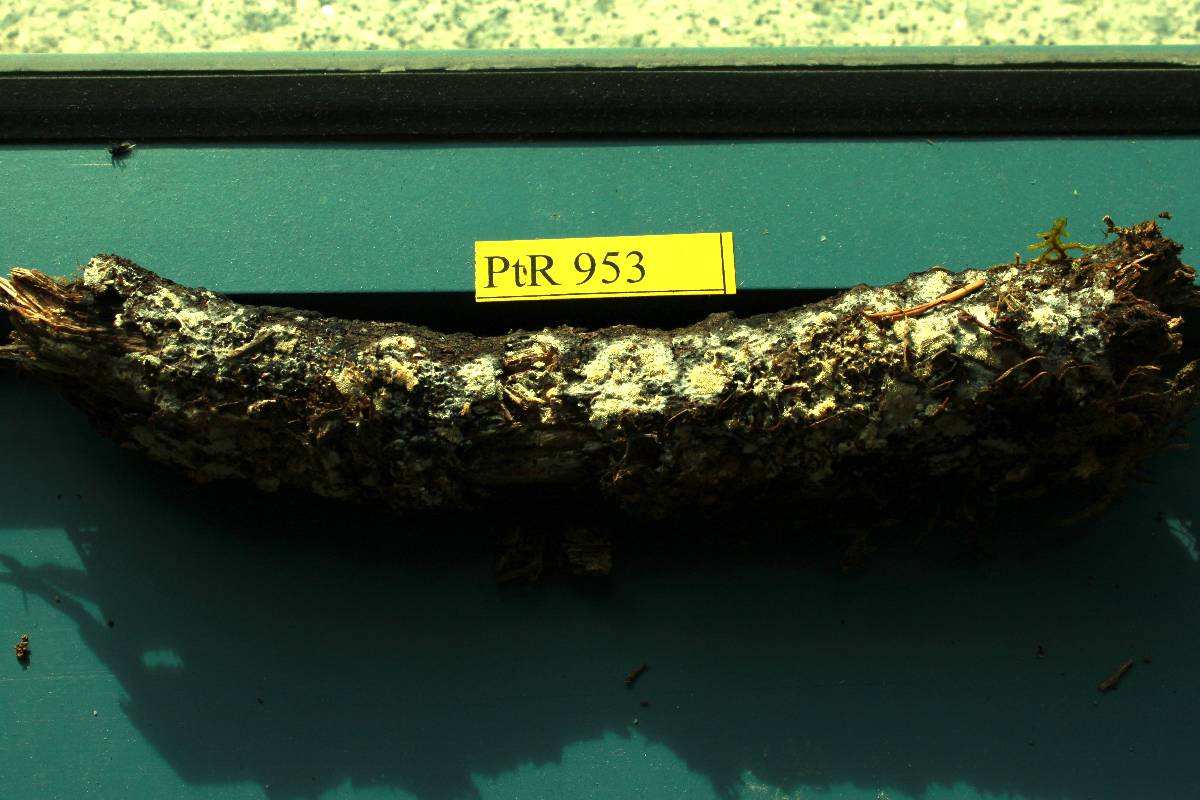 Schizopora flavipora image