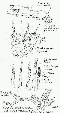 Subulicystidium longisporum image