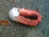 Clathrus columnatus image