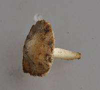 Inocybe albodisca image