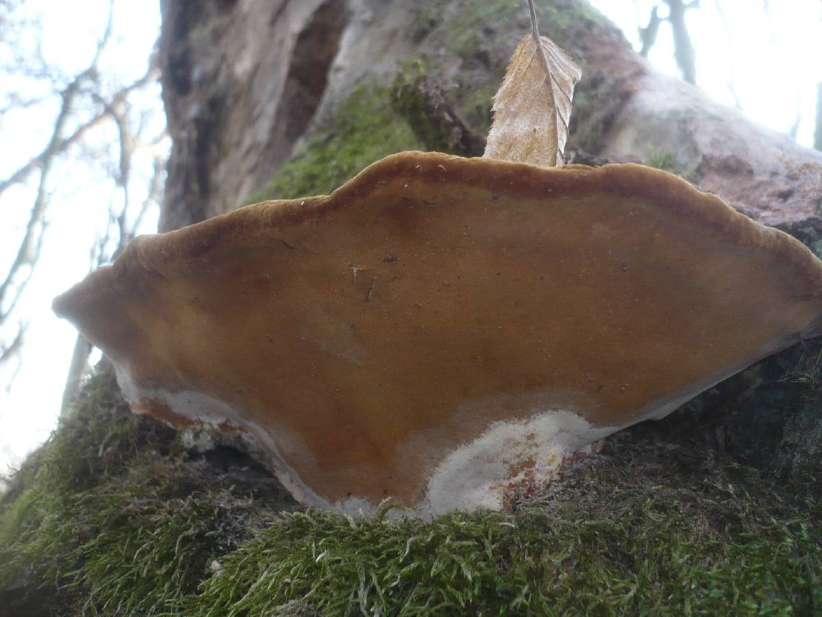 Fuscoporia torulosa image