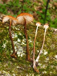 Rhizomarasmius pyrrhocephalus image