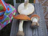 Amanita persicina image