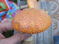 Amanita persicina image