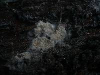 Anomoloma myceliosum image
