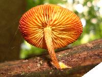 Pholiota granulosa image