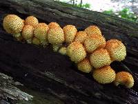 Pholiota squarrosoides image