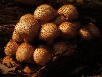 Pholiota squarrosoides image