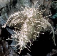 Cordyceps tuberculata image