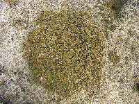 Caloplaca sideritis image