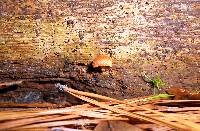 Gymnopilus sapineus image