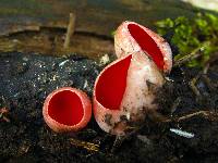 Sarcoscypha austriaca image