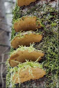 Phellinus conchatus image