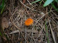 Marasmius elegans image