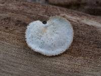 Polyporus alveolaris image