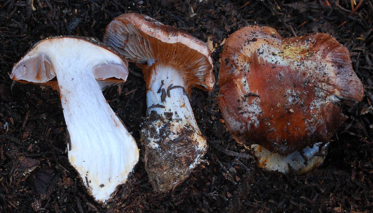 Cortinarius aurora image