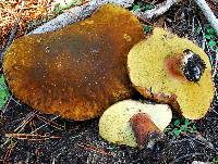 Boletus fibrillosus image