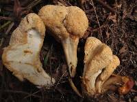 Cantharellus subalbidus image