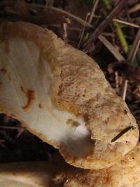 Cantharellus subalbidus image