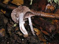 Psathyrella longistriata image