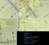 Arrhenia retiruga image
