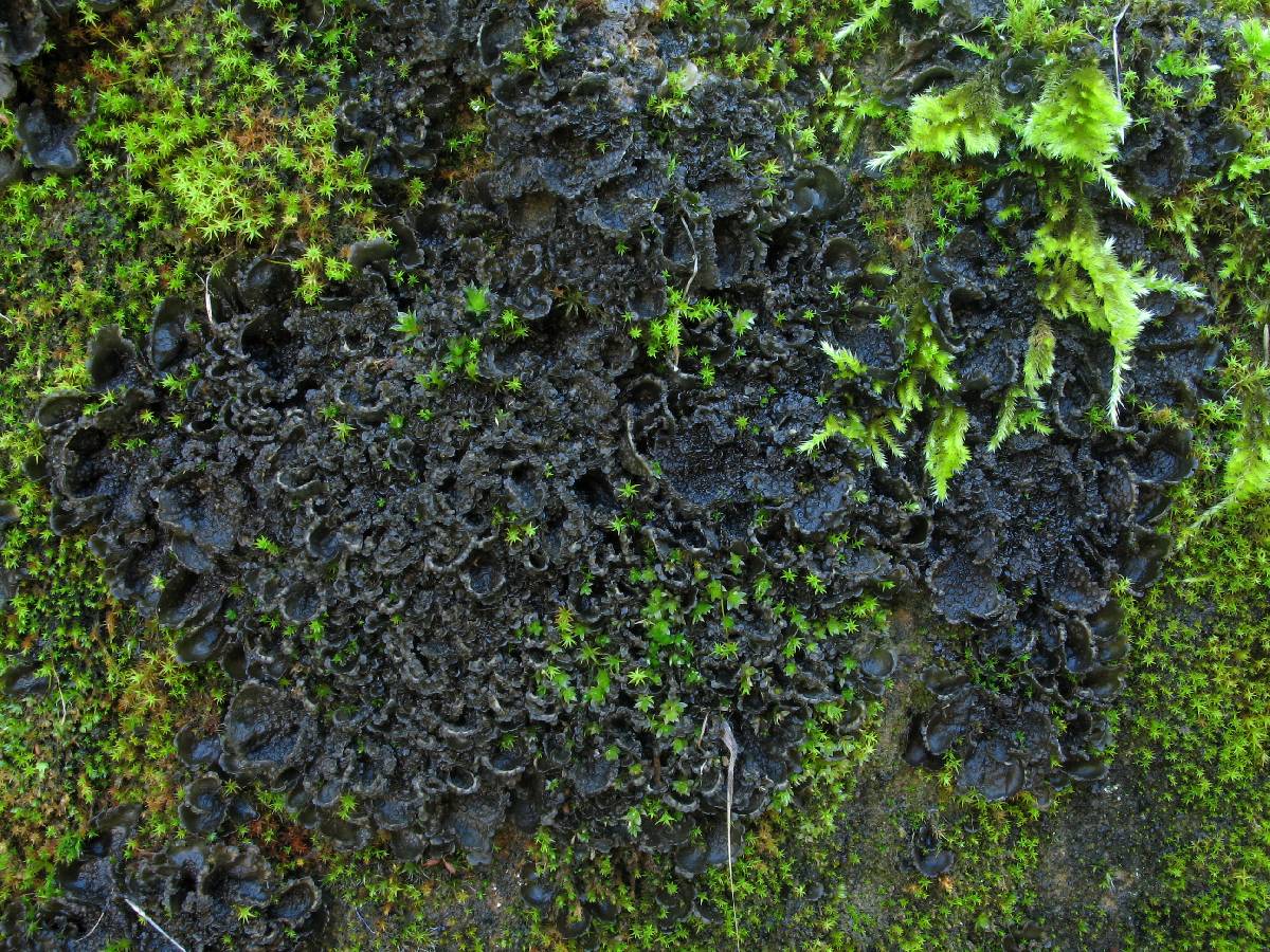 Leptogium platynum image